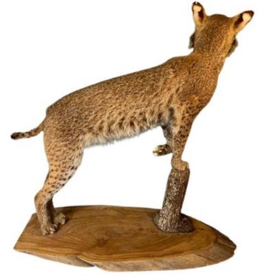 Taxidermy Bobcat Mounted on Live Edge Wood