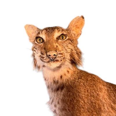 Taxidermy Bobcat Mounted on Live Edge Wood