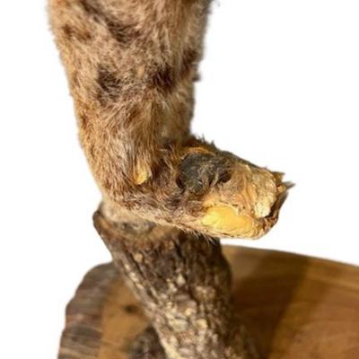 Taxidermy Bobcat Mounted on Live Edge Wood