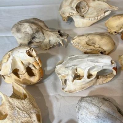 Animal Skull Assortment
