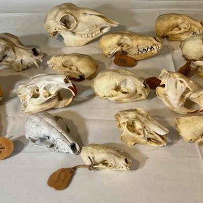 Animal Skull Assortment