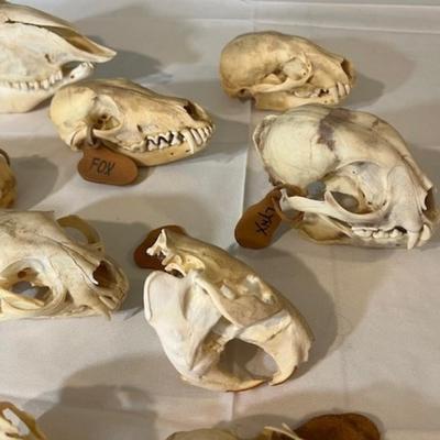 Animal Skull Assortment