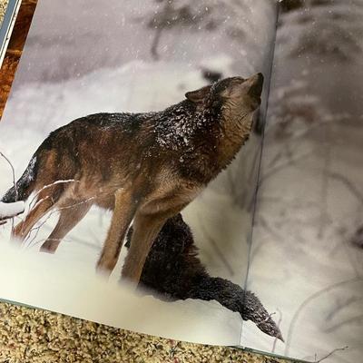 The Wolf