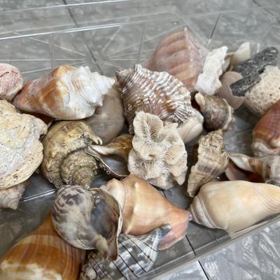 Sea shells