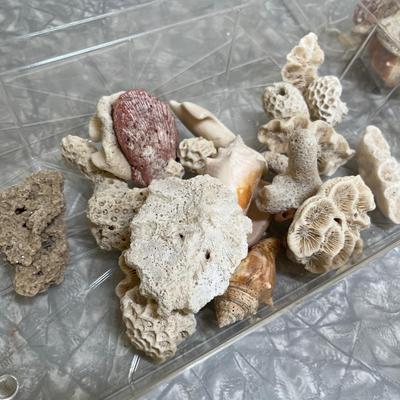 Sea shells