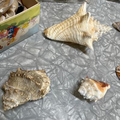Sea shells