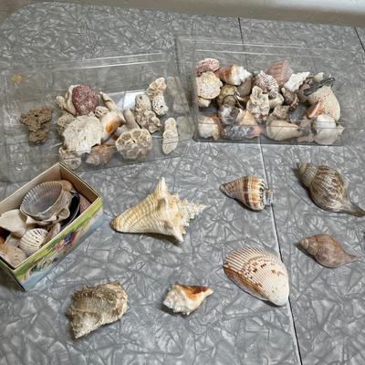 Sea shells