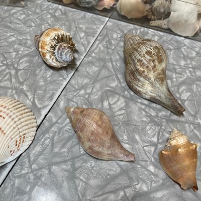 Sea shells