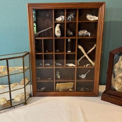 Animal Skull and Bone Assortment