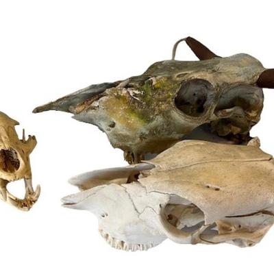 Animal Skull and Bone Assortment