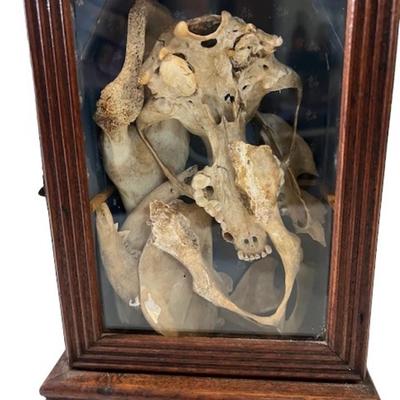 Animal Skull and Bone Assortment
