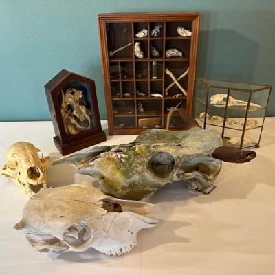 Animal Skull and Bone Assortment