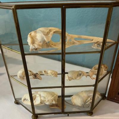 Animal Skull and Bone Assortment