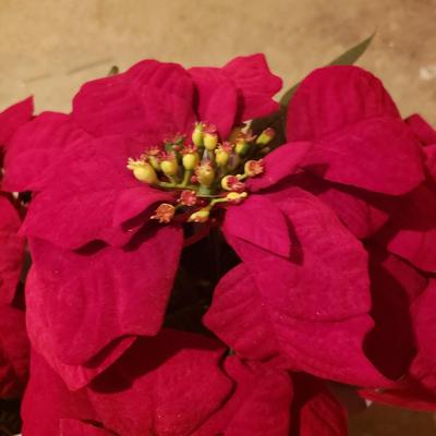 Pinecone, Wreath, and Poinsettia Christmas Decor & More (BS-KD)