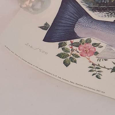 Fish Art, Books and more (PC-BBL)