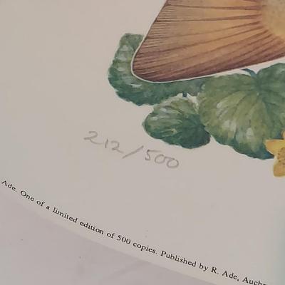 Fish Art, Books and more (PC-BBL)