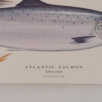 Fish Art, Books and more (PC-BBL)