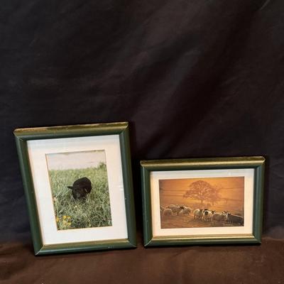 Collection of Sheep (D-DZ)