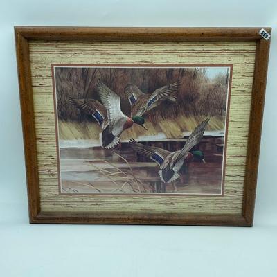 Mallard duck picture