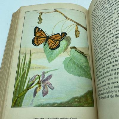 Butterflies
