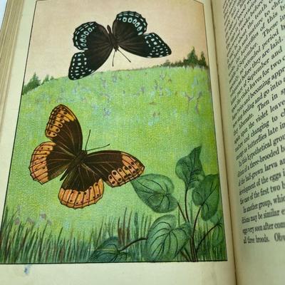 Butterflies