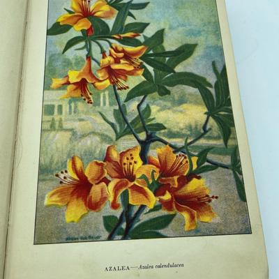 Garden Flowers