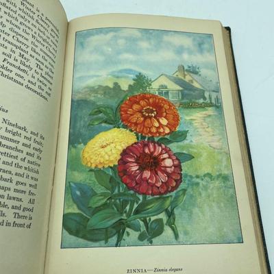 Garden Flowers