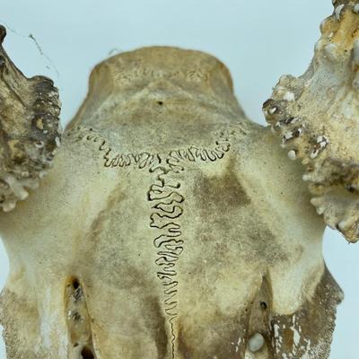 Skull