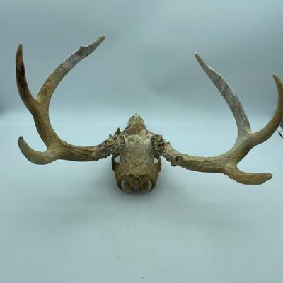 Skull