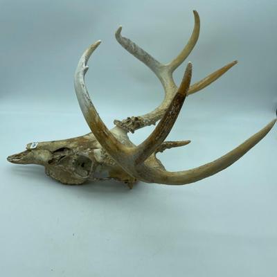 Skull