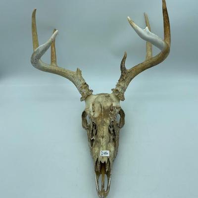 Skull