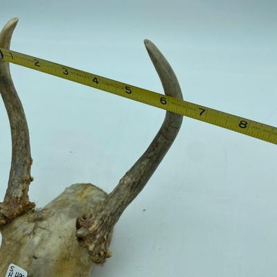 Antlers