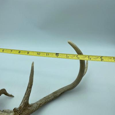 Antlers