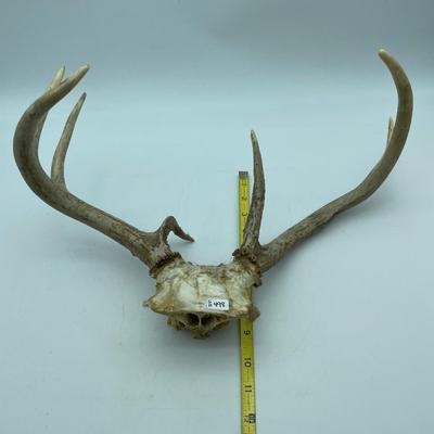 Antlers