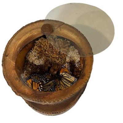 MId-Century Terrarium