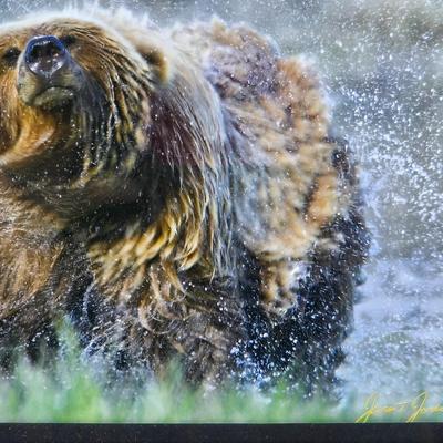 Bear Framed Print