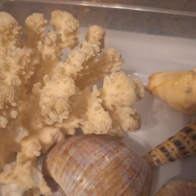 Sea shells and a piece of coral