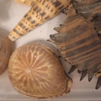 Sea shells and a piece of coral