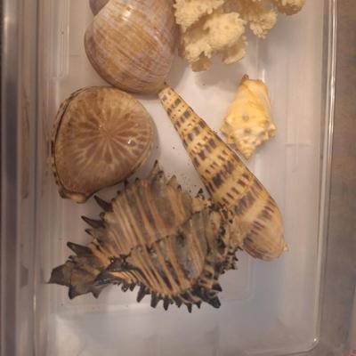 Sea shells and a piece of coral