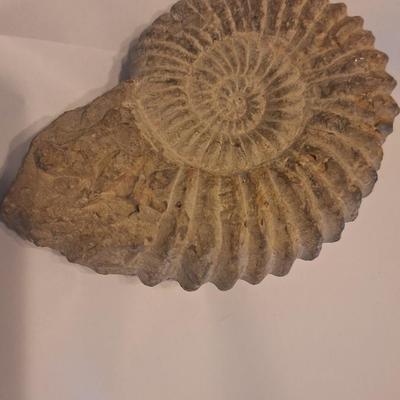 Fossil