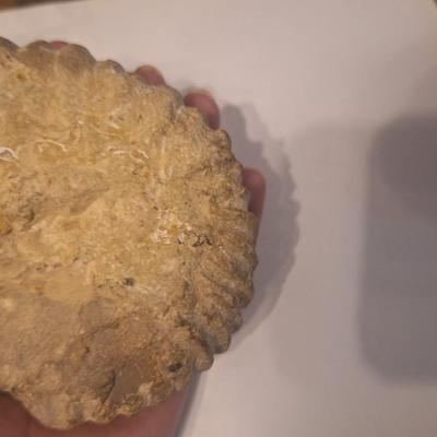 Fossil