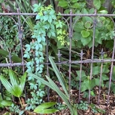 Antique Iron Fence
