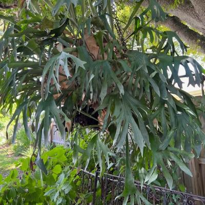Large Staghorn Fern