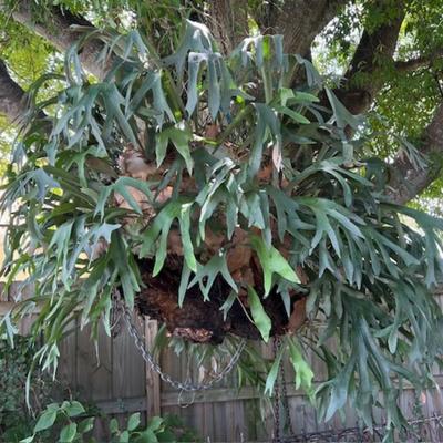 Large Staghorn Fern