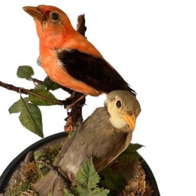 Pair of Taxidermy Tanager Birds