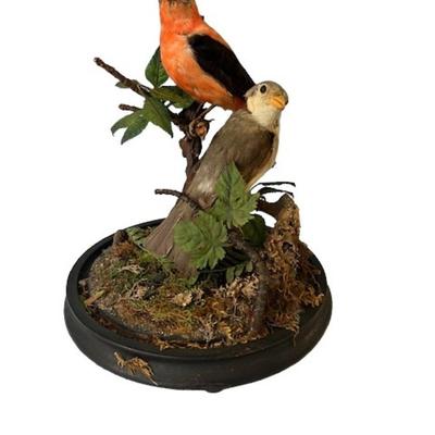 Pair of Taxidermy Tanager Birds