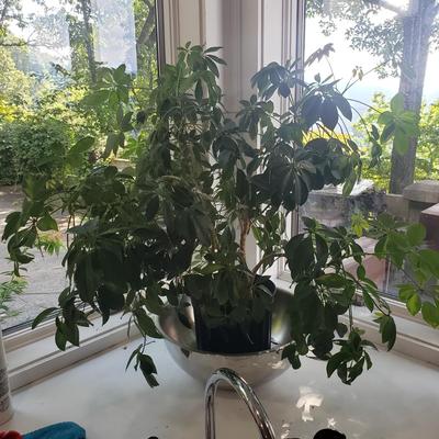 Schefflera Plant (K-KD)