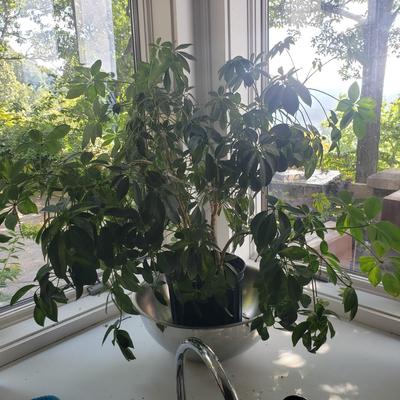 Schefflera Plant (K-KD)