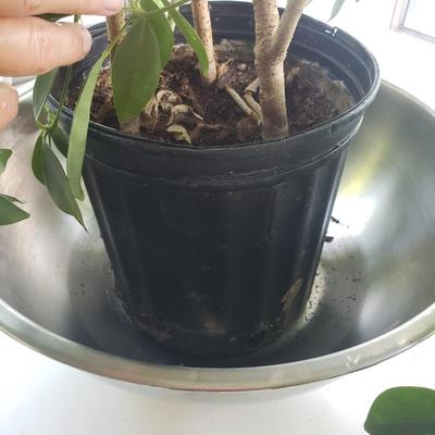 Schefflera Plant (K-KD)
