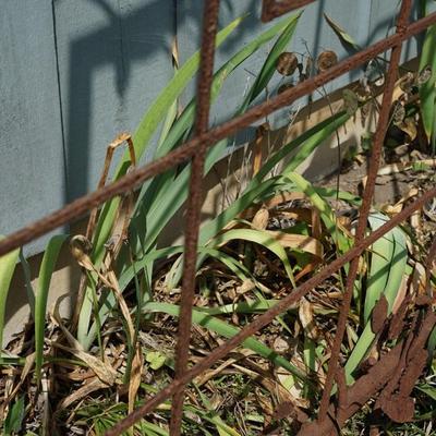 GARDEN OR FLOWER TRELLIS OF METAL W./ RUST PATINATION / SCULPTURE OF LEAVES AND VINES